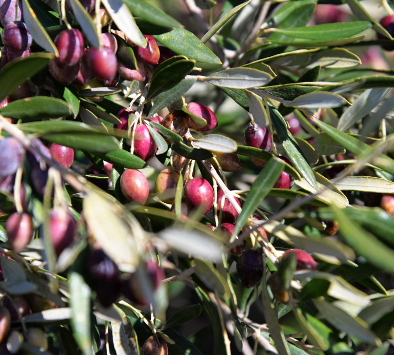 Harvest